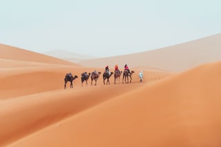 Camel Caravan Crossing Moroccan Dunes